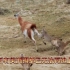动物解说：美洲狮对花鹿奋力追捕，小鹿只能努力逃跑