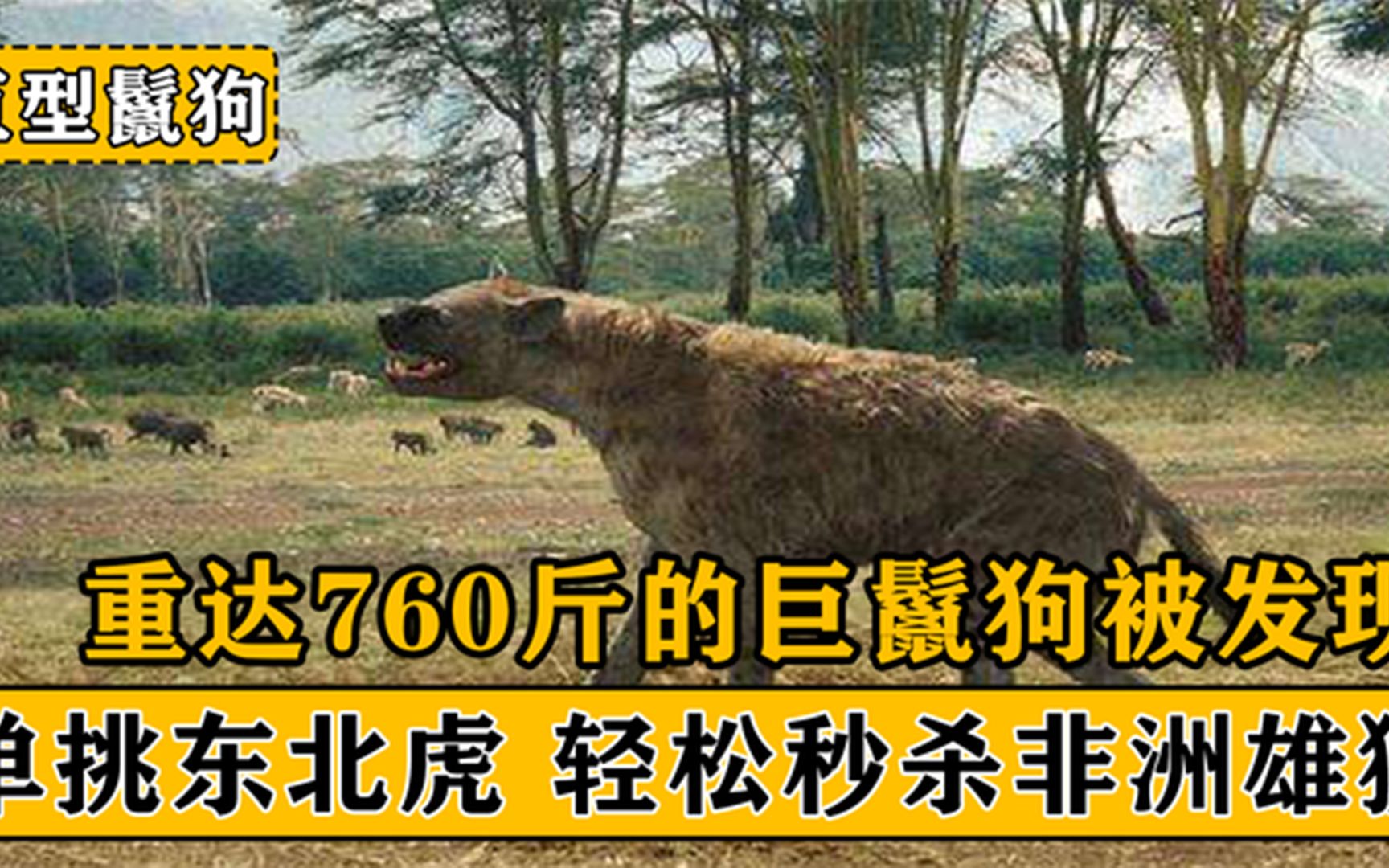 760斤重的巨鬣狗被发现，单挑老虎秒杀雄狮，它才是终极猎杀者？