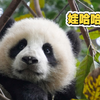 你的小可爱已上线，小鼻嘎真的是太萌啦