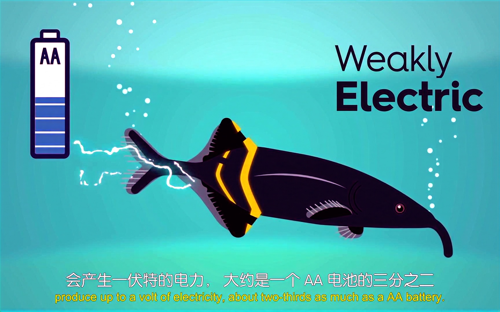 神奇动物在海洋（三十五）电鳐：会放电的“海洋皮卡丘”_电流_发电_电鳗