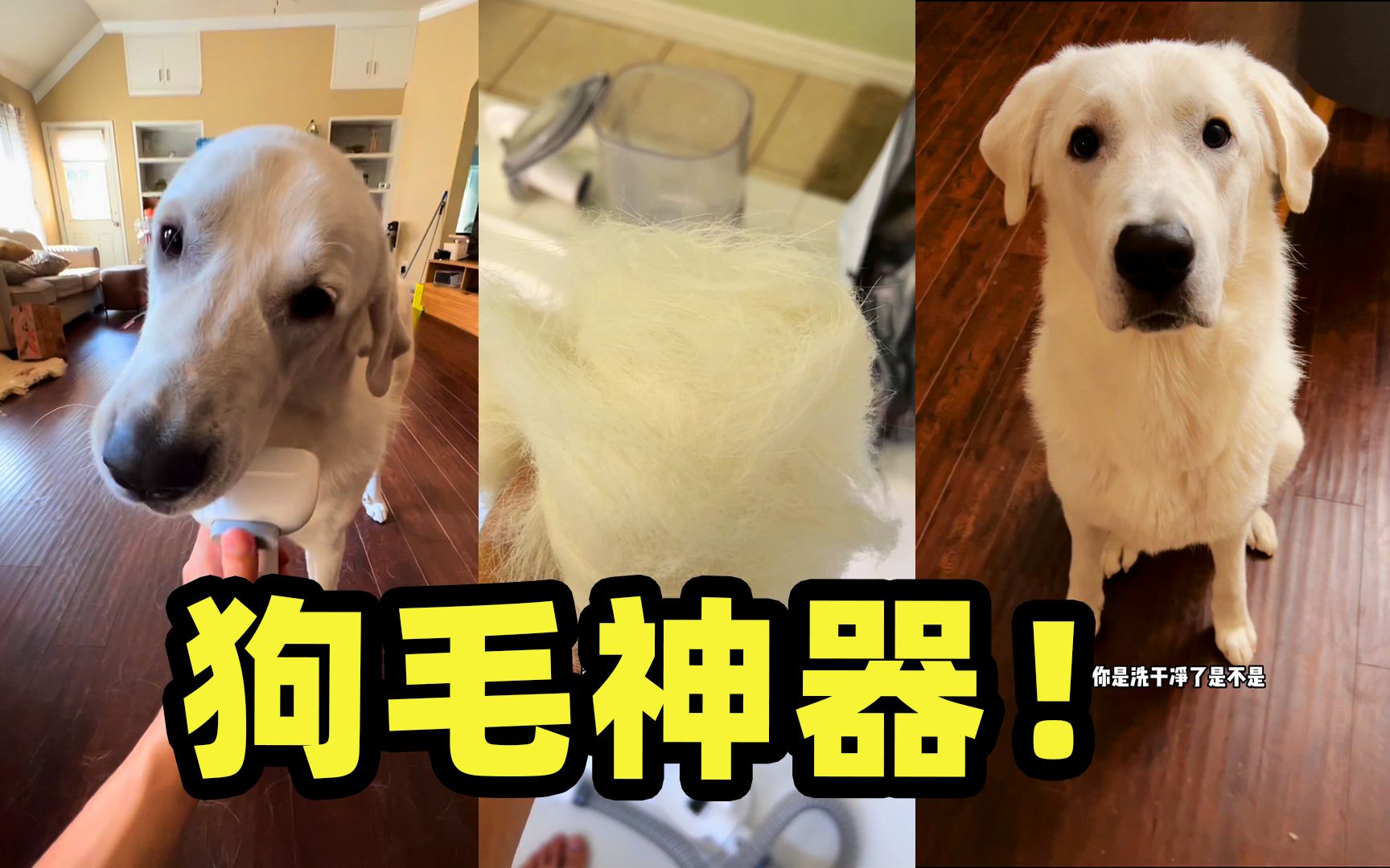 吸狗毛神器！我不允许有人还不知道这个！