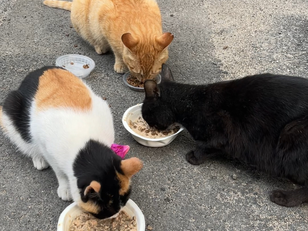 流浪猫知识科普，看完让你了解流浪猫的一生