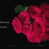「4K120fps红玫瑰花开延时摄影」红玫瑰的标准 - 富克 | 双视角