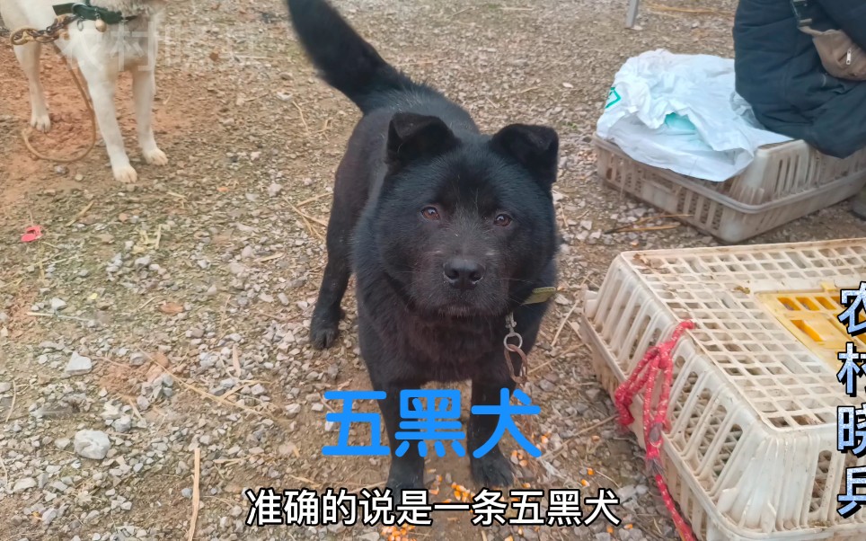 活动作品镇宅神犬五黑犬你了解多少