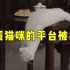 疑似虐猫的剧组投诉救猫博主“和猫住”，网友：请正面回应