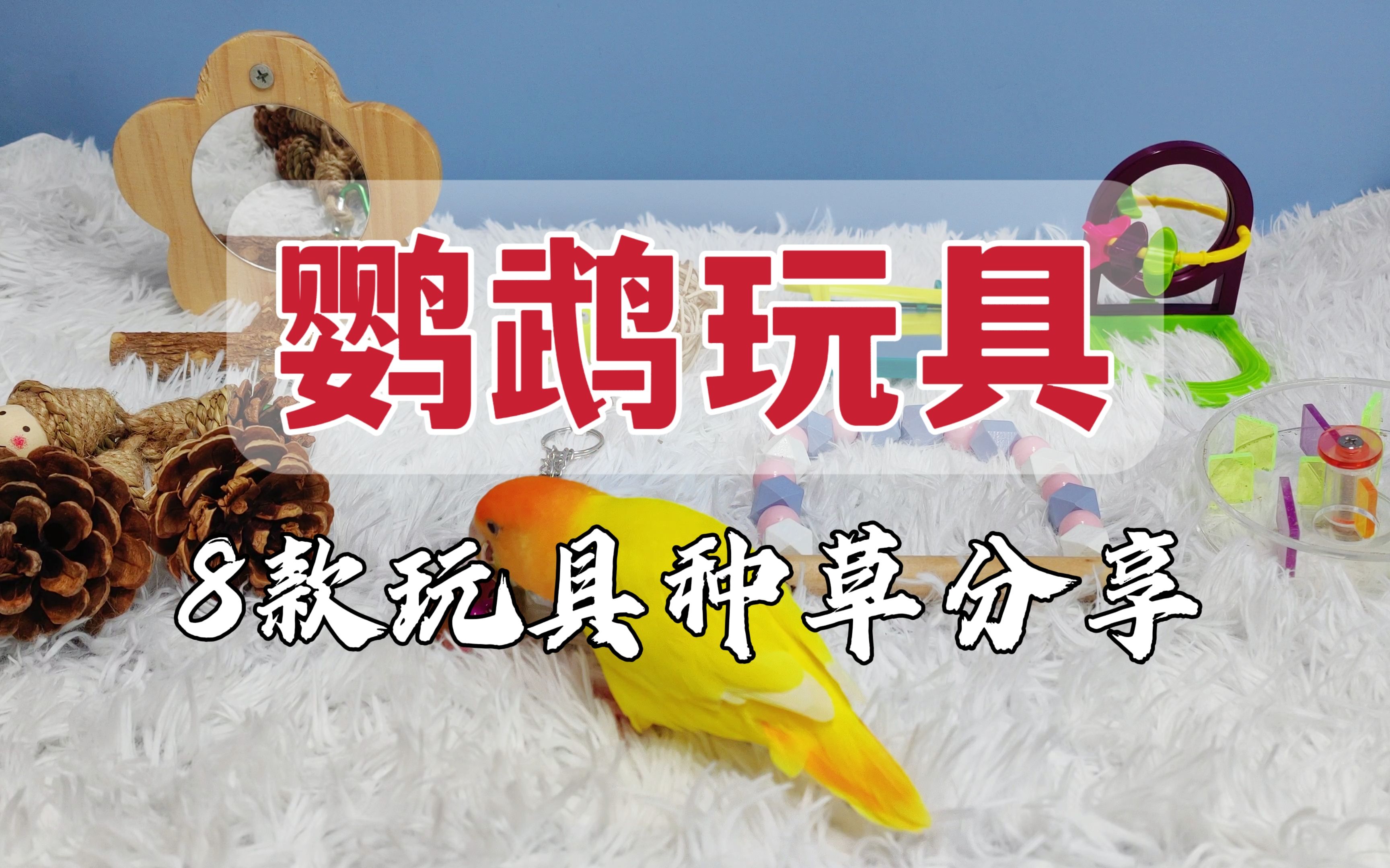 小鹦鹉喜欢的玩具到底长啥样？分享8款我家小鹦鹉超爱的玩具！
