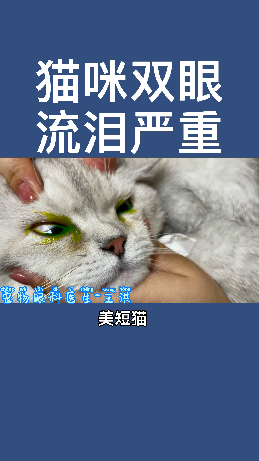 猫咪双眼流泪严重，检查发现双眼鼻泪管堵塞