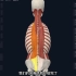 竖脊肌组成—— 棘肌、最长肌、髂肋肌