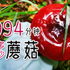 泡泡的2021年采蘑菇年终总结！200多种蘑菇，1000多个子实体，一个神奇的蘑菇世界