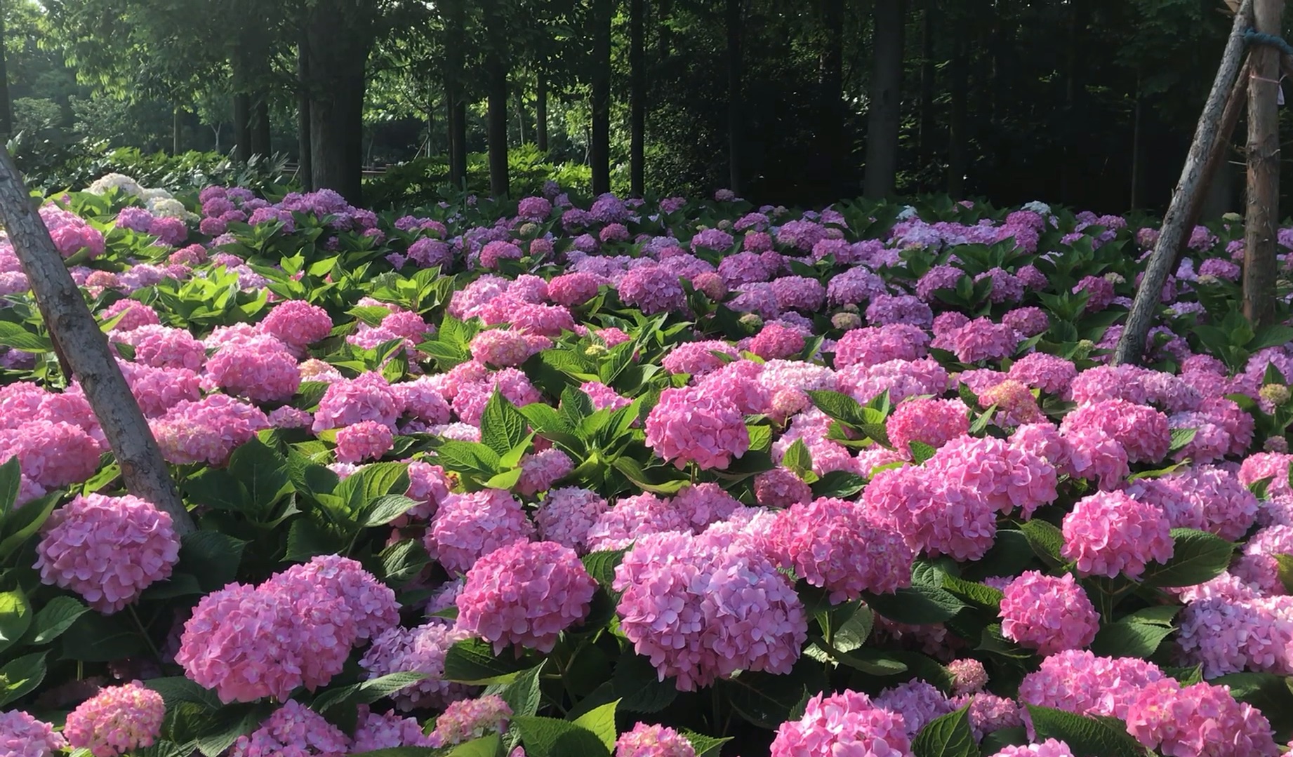 绣球花的夏天  锦绣——之一