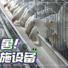 禽听我说｜鸡舍里面有什么？有小鸡！（划掉