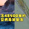 法国科学家复活被冰冻48500年的巨型病毒：可能感染动植物，包括人