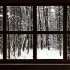 【假窗户】林中雪