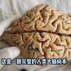 真实人体大脑标本---胼胝体的作用
