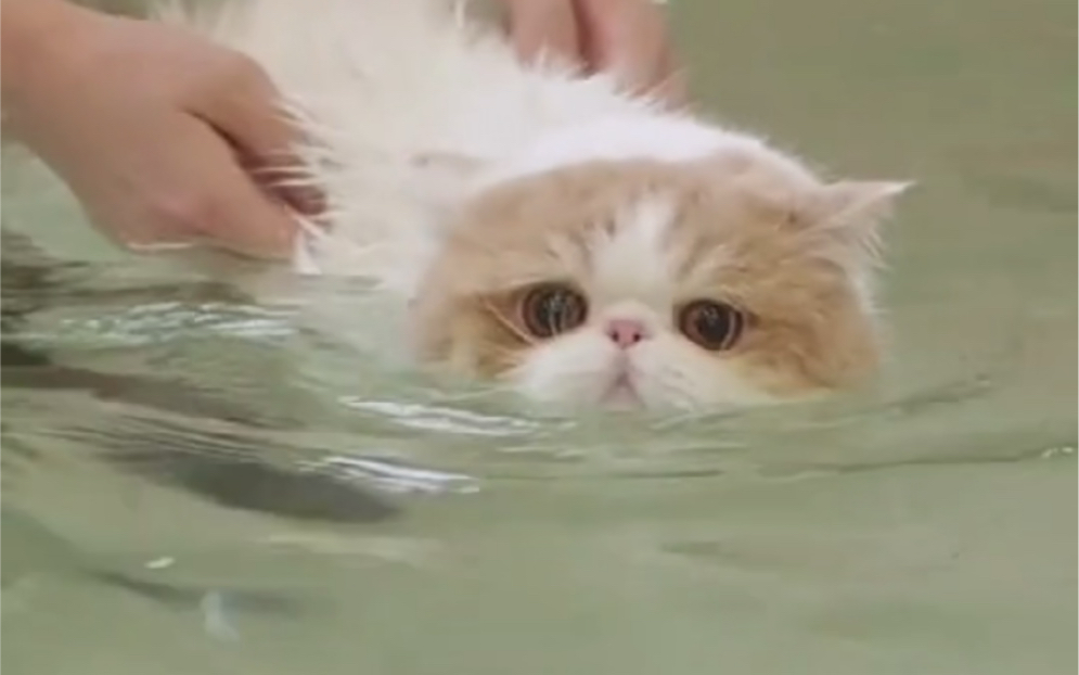 你见过猫咪游泳？记录第一次