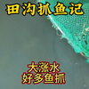 田沟大涨水，好多鱼抓啊