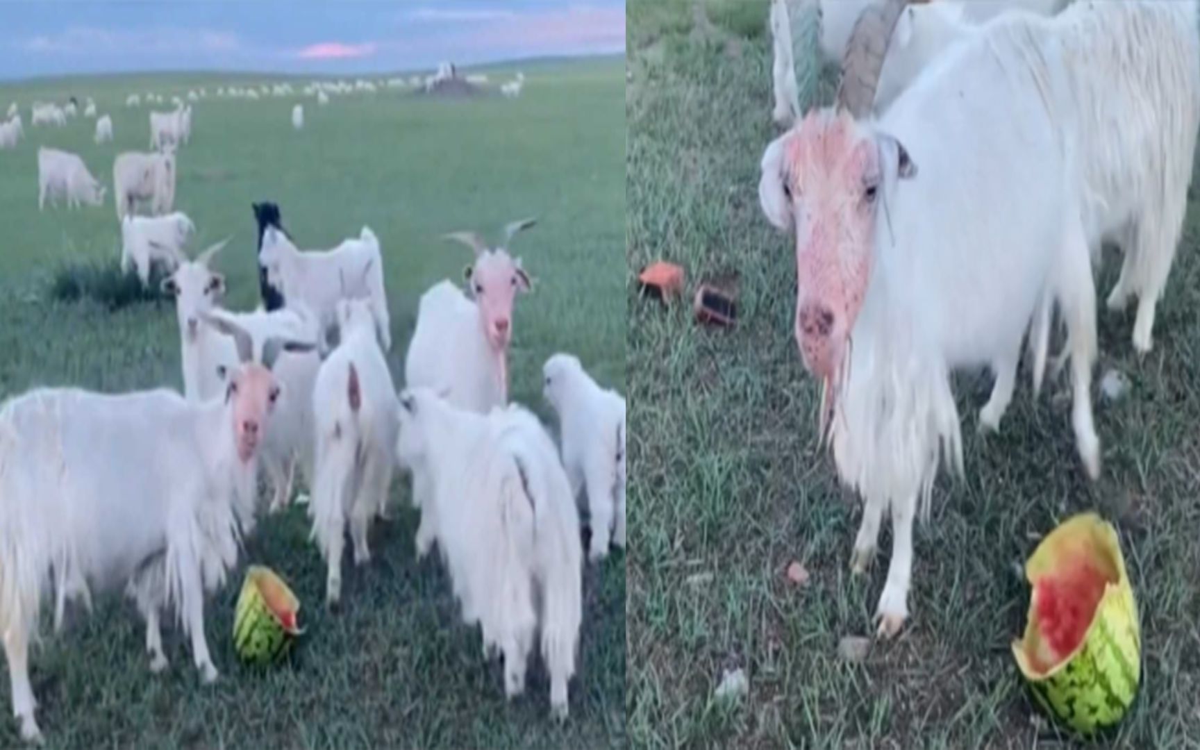 群羊 羊 动物 农村 羊场 牲畜图片免费下载 - 觅知网