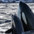 【挪威虎鲸】虎鲸母子对人类的好奇一瞥