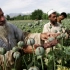阿富汗塔利班成功将70%的罂粟田转变成小麦田