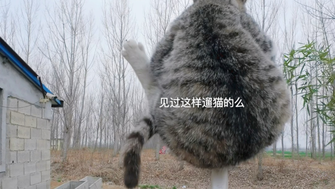 见过这样的遛猫的么？