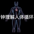医学科普：2分钟3D医学动画演示人体的体循环系统