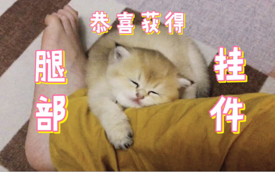 【金渐层】小奶猫非要抱着主人的jio睡觉,妈妈我恋爱了!哔哩哔哩bilibili