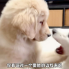 由于整天和猫一起玩，所以猫里猫气喜欢摸愣小狗