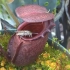 Nepenthes rajah eat huge fly. 马来王猪笼草吃苍蝇 【食虫植物TV】