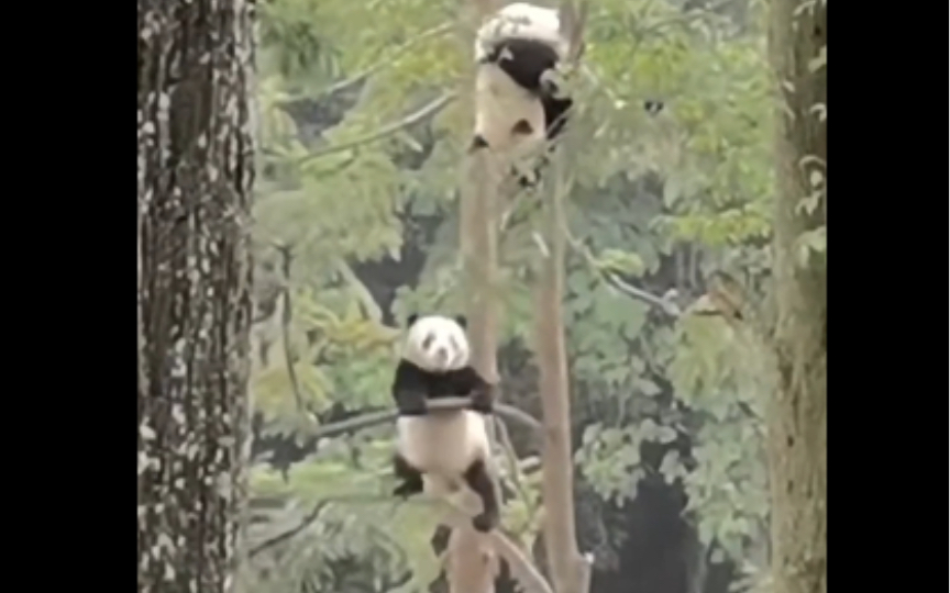 高难度激情蹦迪的细腿熊猫原来是姐姐舒畅和挂在树上的弟弟顺畅！！