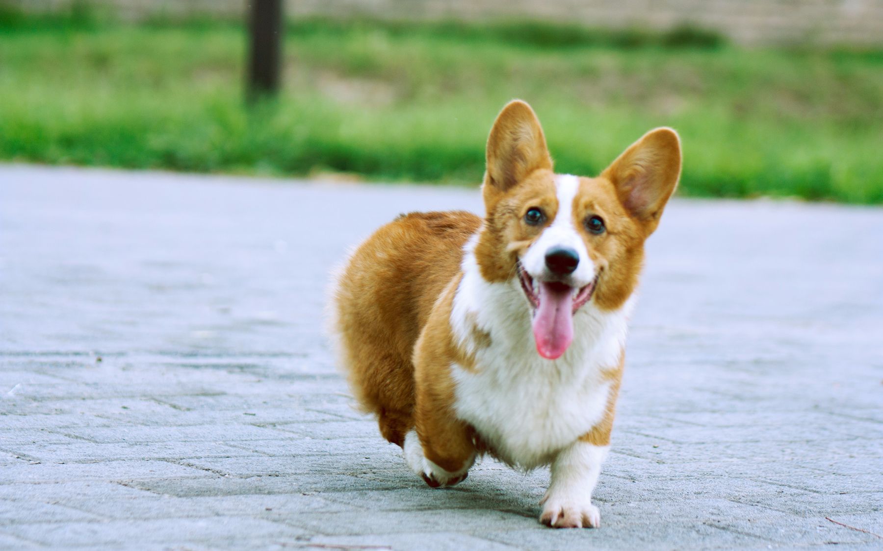 【柯基犬】长得像兔子的柯基宝宝向你狂奔而来,你会对它做什么?