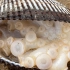 大庆赶海，发现一窝好像大米一样的章鱼宝宝，全部藏在贝壳中