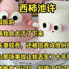 18岁出国旅游，飞机出事我命大活了下来，被一对夫妻收养，还被培养成他们的继承人，但也因为那场事故让我丢失了十年的记忆，三天前我恢复了记忆，知道了自己的身份