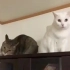 【放松一下】两只猫的一见钟情！