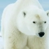 受到全球变暖 冰层消失 食物短缺的北极熊 生存境况岌岌可危 将快速走向灭绝