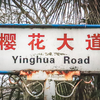 武汉大学樱花大道