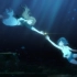 白沙的水族馆ED-《月海の揺り籠》完整版MV