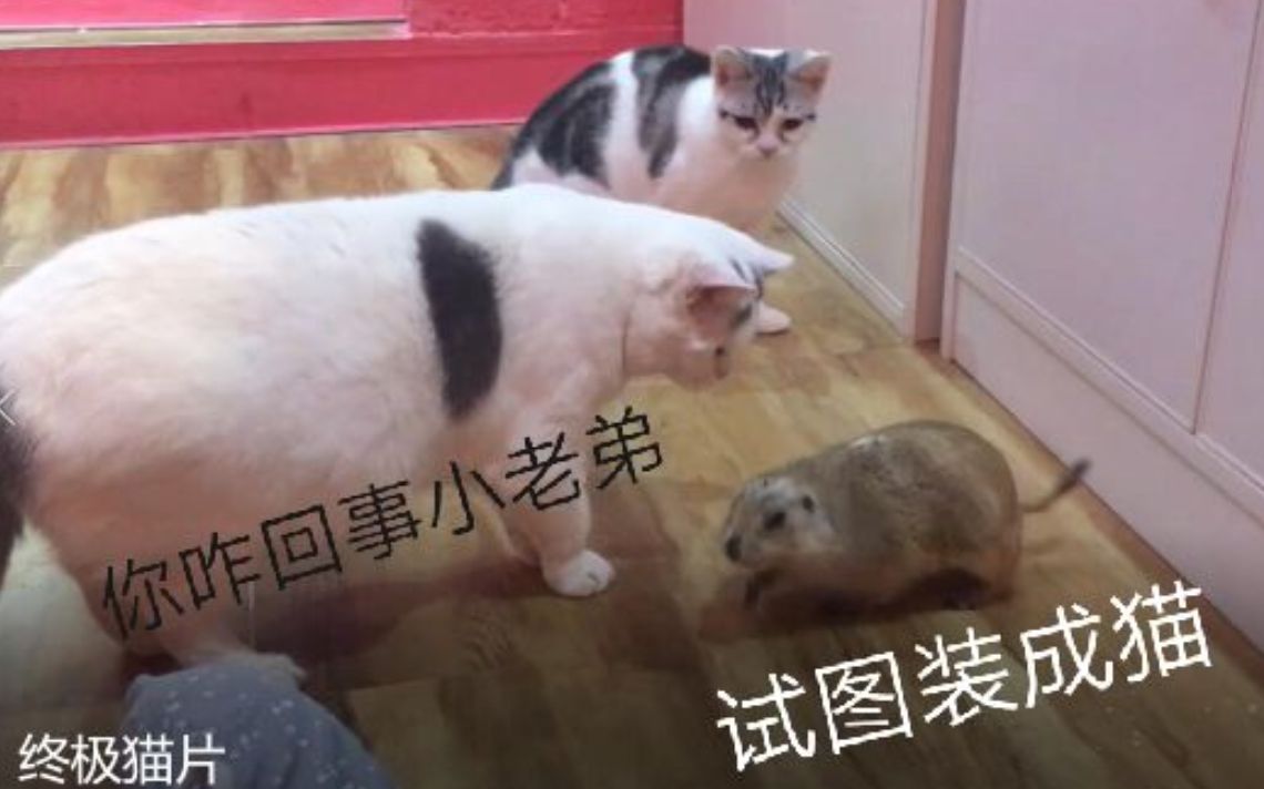 来吧吸猫党!去网红猫咖店里走向吸猫这条不归路!【子木的猫咖店猫片】哔哩哔哩bilibili