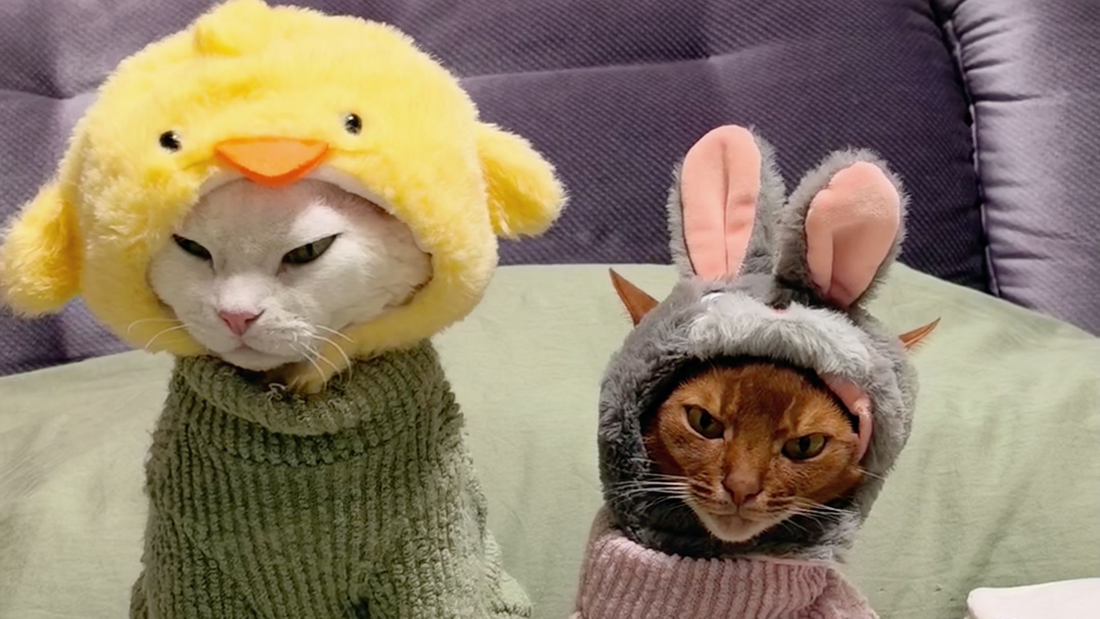 【剧场版04】第一次带猫咪体验下雪的感觉