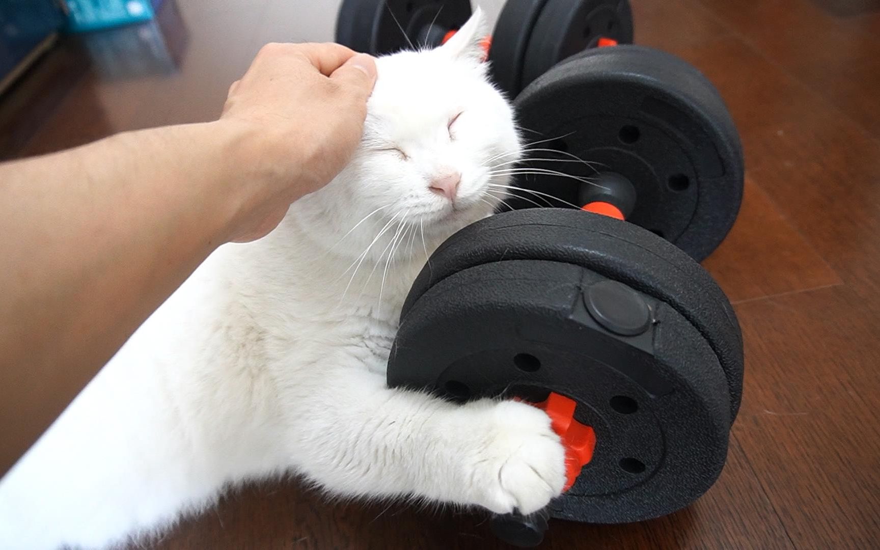 猫怎么练肌肉？ - 知乎
