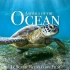 【4k】海洋 - 动物风景休闲放松影片