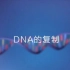 DNA的复制过程（中文解说+中英双字幕）