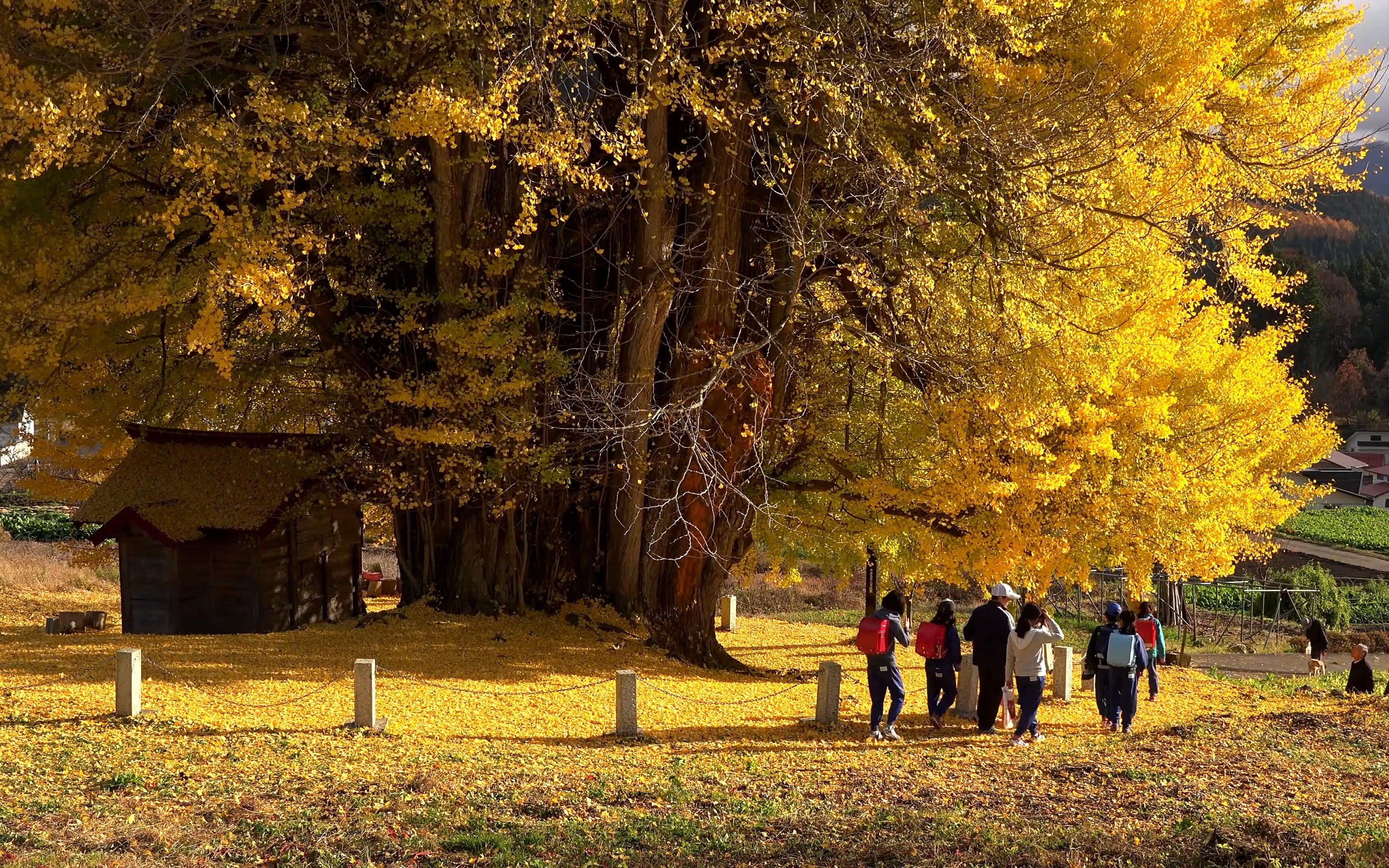 “从来银杏不负秋，又是一年落叶黄...”