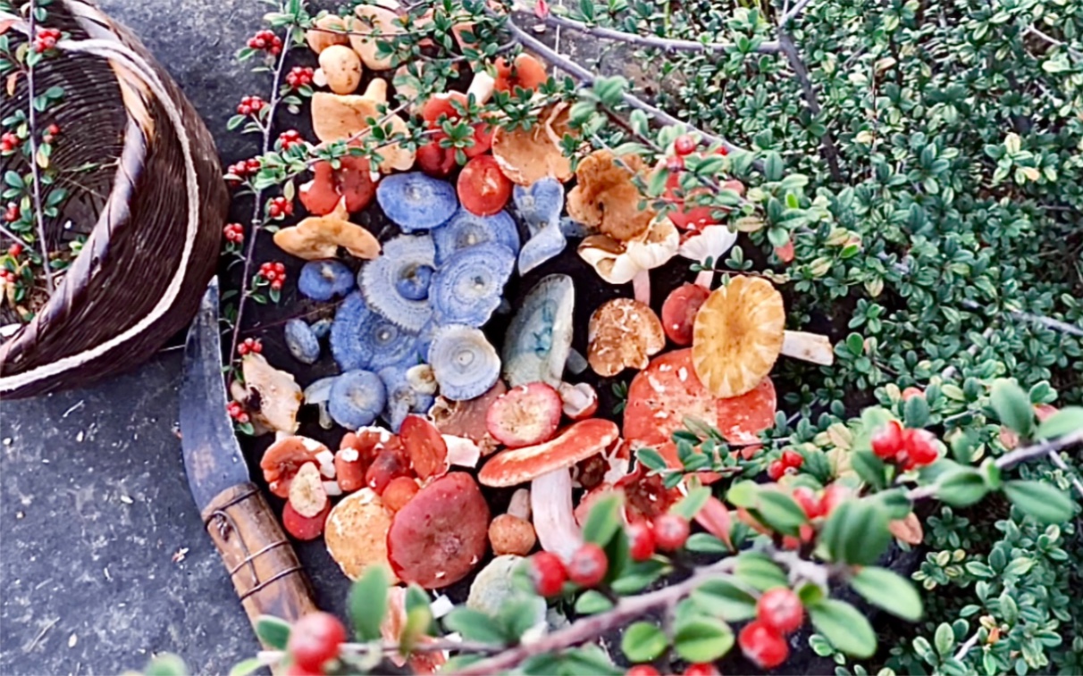 沉浸式釆蘑菇、捡菌子～被蘑菇治愈的一整季