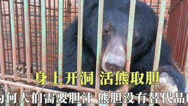 身上开洞<em class="keyword">活熊取胆</em>，为何人们需要胆汁，熊胆就没有替代品吗？