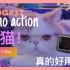 懒蛋的VLOG#17|osmo action真的好用吗？|深圳撸猫新店探店|运动相机开箱测评|猫一十三所