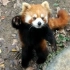 超可爱的小熊猫，你不看看嘛（上海野生动物园）