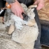 这只大肥羊得有300天没剃毛了，牧场工人抬起羊角都费力，60秒只能修个面