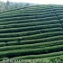 领跑！金华武义这条3000平米，茶叶数字化生产线即将正式投产