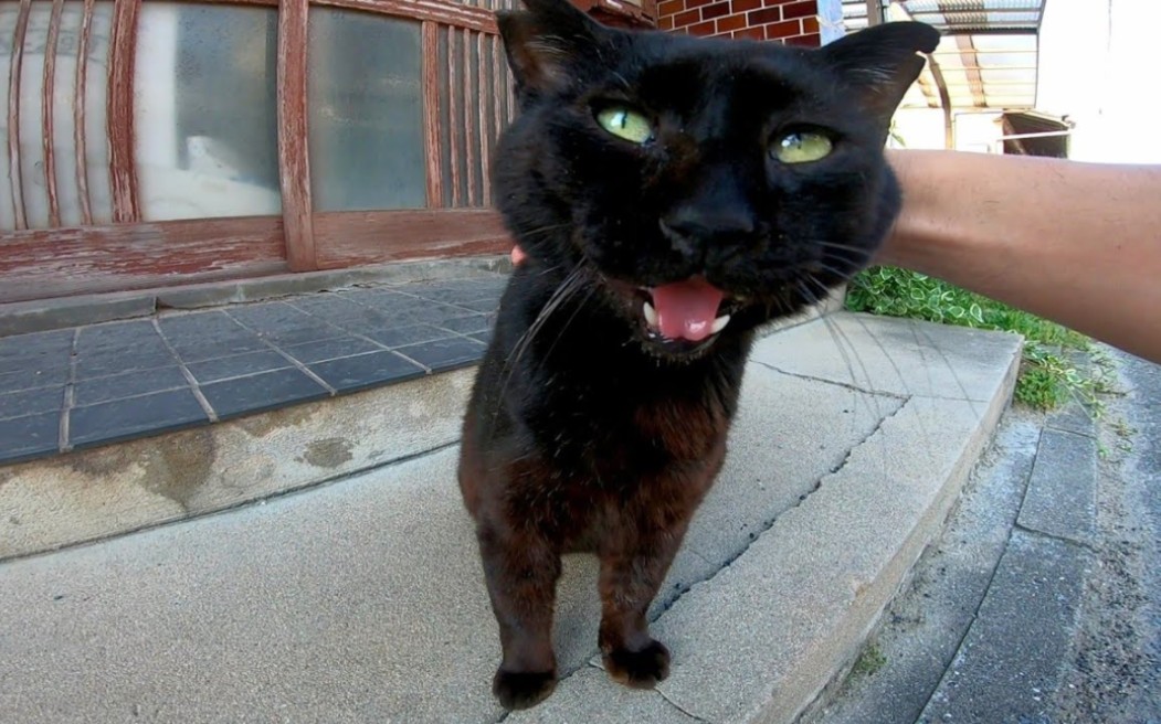 一只可爱的黑猫，被抚摸时会高兴地叫起来