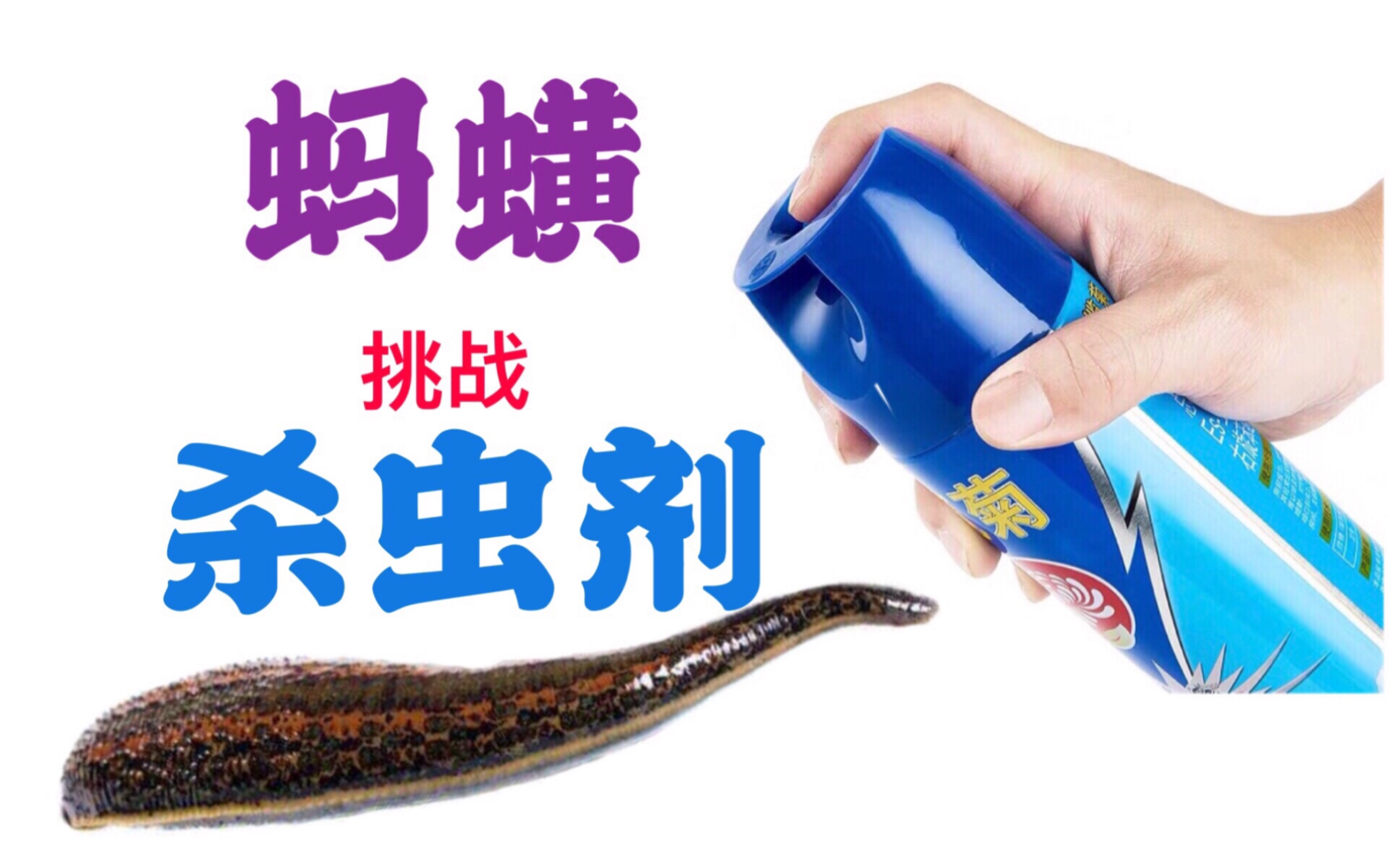 这UP主让蚂蟥（水蛭）吸一点杀虫剂后，它会有什么情况？